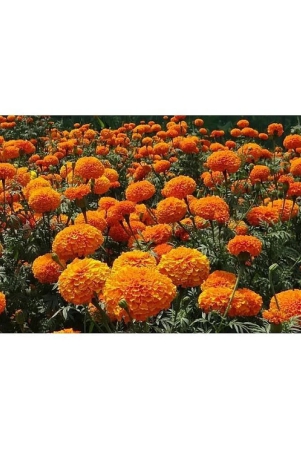 homeagro-marigold-flower-50-seeds-