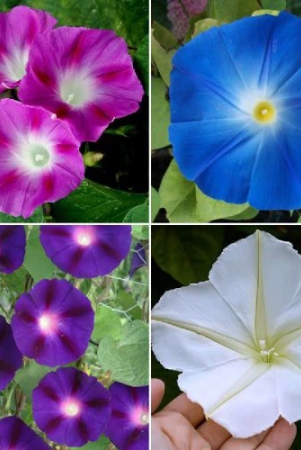 morning-glory-ipomoea-creeper-mix-color-flower-seeds