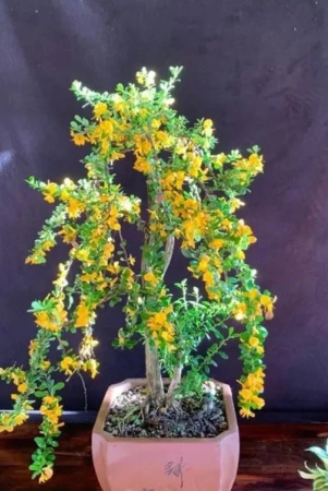 yellow-bluebell-bonsai