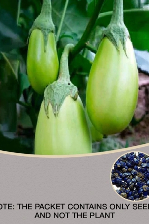 brinjal-green-gol-seeds-baingan-bataun-desi-seeds-vegetables