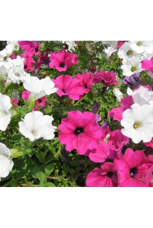 homeagro-petunia-mixed-flower-50-seeds-