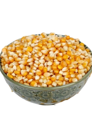 maize-seed