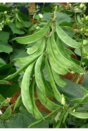 dolichos-improved-sem-phali-lima-beans-vegetable-30-seeds