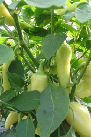 pepper-santa-fe-grande-chilli-seeds-exotic-vegetable-seeds