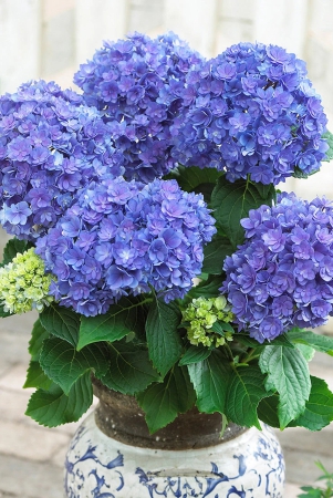 hybrid-hydrangea-plantspink-colour