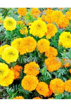 hn-organic-seed-marigold-flower-50-seeds-