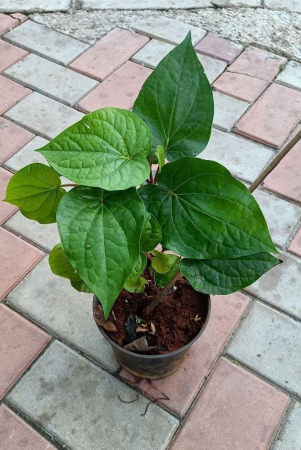 paan-big-leaf-in-6-inch-plastic-pot