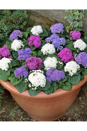 ageratum-flower-30-seeds-pack-with-100-gm-cocopeat-and-user-manual