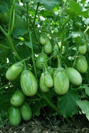 brinjal-green-gol-seed-f1-hybrid-50-seeds