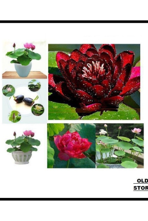 mix-color-lotus-flower-20-seeds-pack-with-user-manual