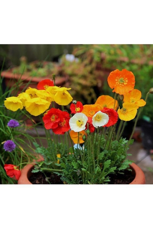 poppy-mix-flower-100-seeds-pack-with-free-free-cocopeat-and-user-manual-for-your-garden