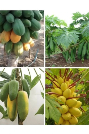 zello-papaya-fruit-50-seeds-