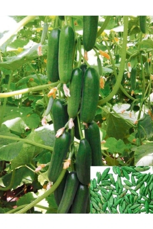 homeagro-cucumber-vegetable-50-seeds-