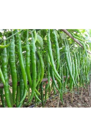 classic-green-earth-chilli-vegetable-50-seeds-