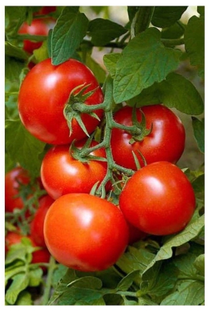 hybrid-indian-tomato-tamatar-50-seeds-pack