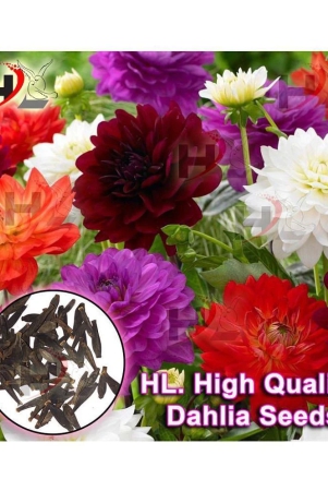 hl-dahlia-hybrids-mixed-color-dahlia-flower-seeds