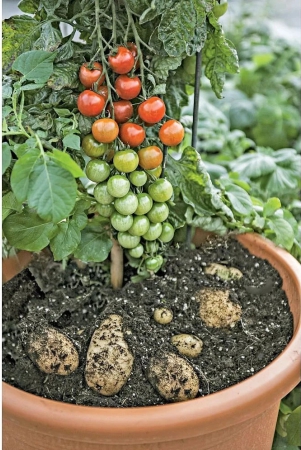 homeagro-tomato-vegetable-100-seeds-