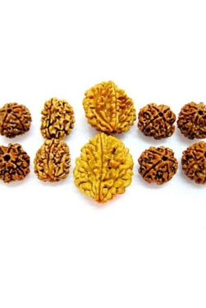 natural-2-3-4-5-6-mukhi-face-rudraksh-rudraksha-big-lot-10-pieces-energized