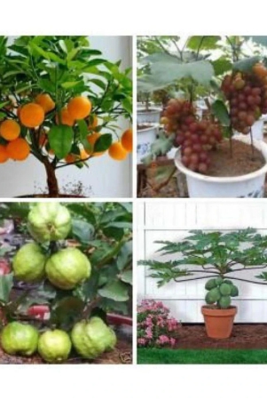 azalea-gardens-bonsai-20-fruit-seeds-combo-orange-guava-grapes-papaya-instruction-manual