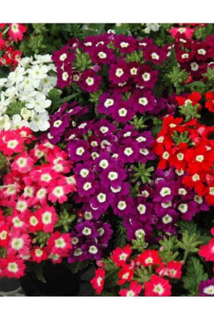 verbena-mix-variety-flower-30-seeds-pack-with-free-free-cocopeat-and-user-manual-for-your-garden