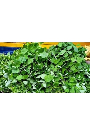 fenugreek