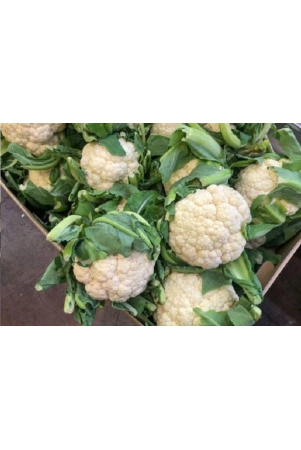 homeagro-cauliflower-vegetable-50-seeds-