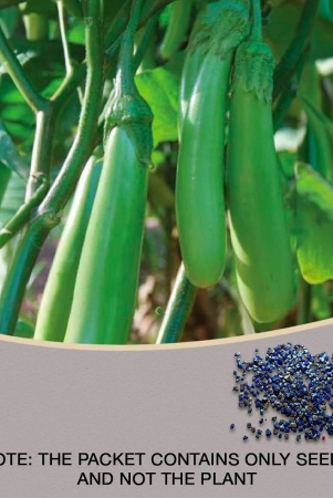 brinjal-seeds-pusa-green-long-green-seeds-for-home-garden