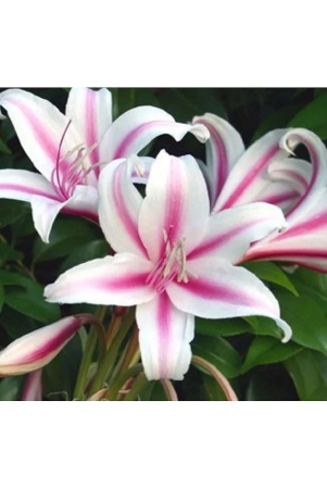 homeagro-amaryllis-flower-5-seeds-