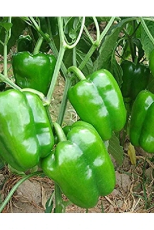 green-capsicum-hybrid-vegetable-seeds-50-seeds