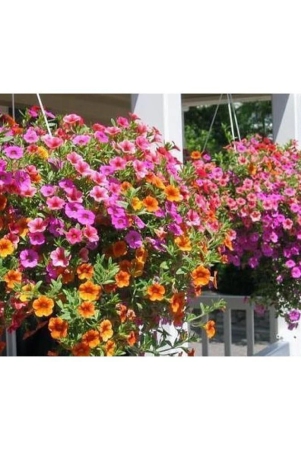 homeagro-petunia-mixed-flower-50-seeds-