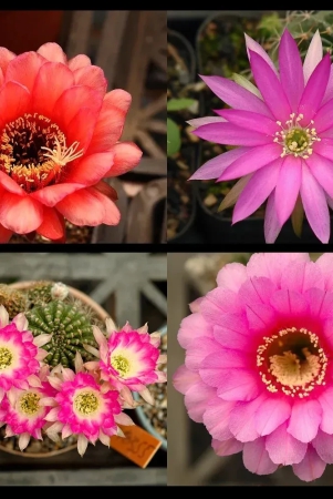 echinopsis-trichocerous-lobiva-hybrid-cactus-seeds