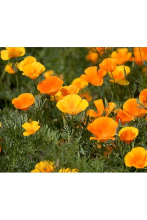 poppy-california-flower-50-seeds-pack-with-free-cocopeat-and-user-manual