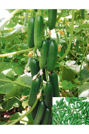 cucumber-vegetable-f1-hybrid-seed-pack-of-50-seeds