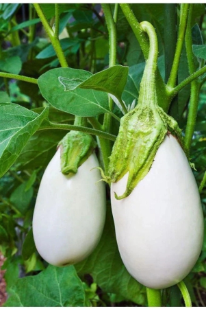 d4-brand-brinjal-white-vegetavle-hybrid-seeds