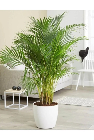 areca-palm-ornamental-tree-5-seeds-pack-with-free-potting-soil-and-user-manual-for-indoor-and-outdoor-home-and-terrace-gardening-use-low-price-at-snapdeal-online-shop