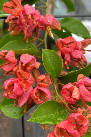 orange-tanglong-grafted-bougainvillea-flower-plant