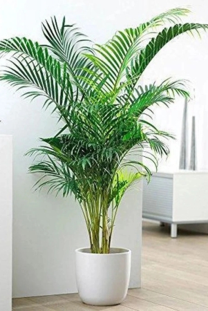 areca-palm-air-purification-indoor-tree-seeds-pack-of-5