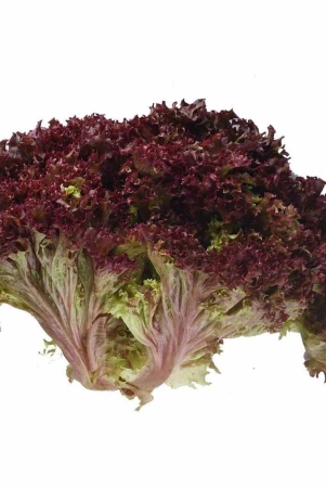 salad-veggies-lettuce-lolorosa-red-1-kg