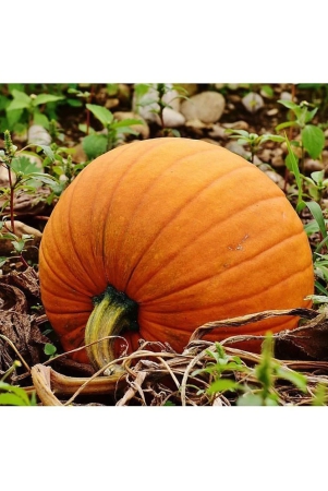 big-max-pumpkin-organic-heirloom-vegetable-10-seeds