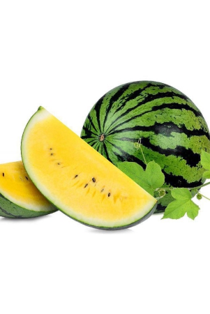 hn-organic-seed-watermelon-fruit-5-seeds-