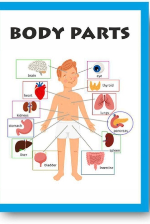 parts-of-body-chart-early-learning-educational-posters-for-children-perfect-for-kindergarten-learn-about-body-parts-16x12inc-300gsm-thick-paper-gloss-laminated-multicolor