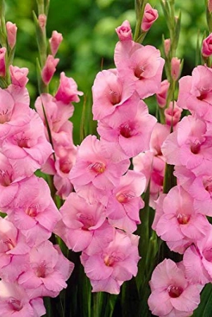 gladiolus-pink-color-flower-bulb