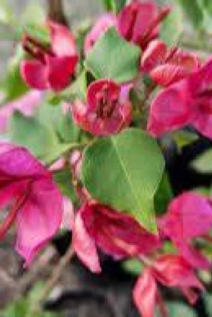 peacock-red-bougainvillea-flowers-plant