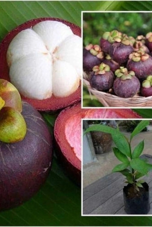 hybrid-mangosteen-exotic-fruit-plant