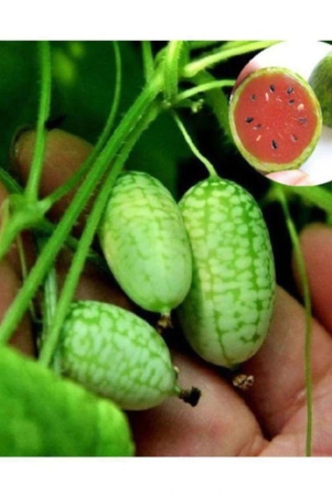 cucamelon-seeds-mini-watermelon-fruit-home-yard-garden-plant-10-seeds