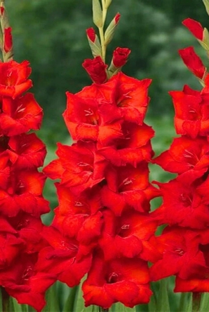 gladiolus-red-color-flower-bulb