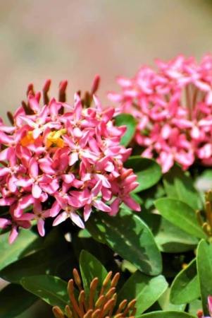 chinese-ixora-flower-plant-pink