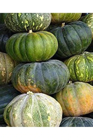 Seeds Point Vegetable Seeds: Pumpkin Seeds - [Safed Kaddu,Kumbalanga] Seeds - 15 Nos