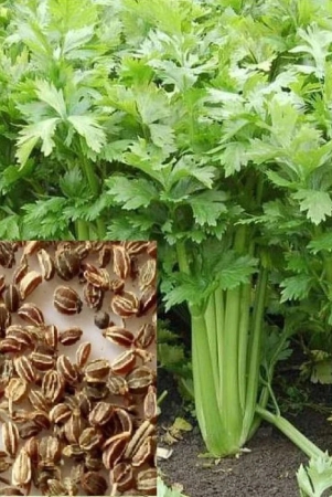 homeagro-celery-vegetable-100-seeds-