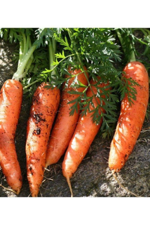 carrot-vegetable-seeds-pack-of-100